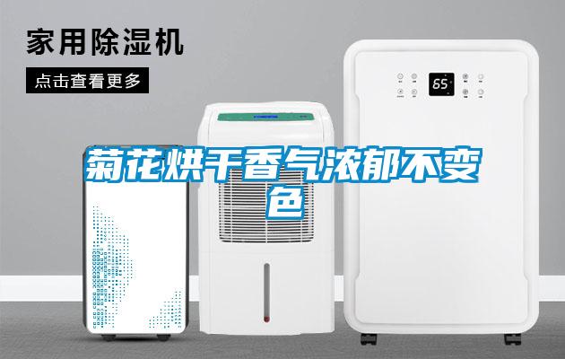 菊花烘幹香氣濃鬱不變色